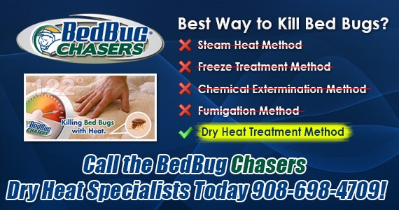Bed Bug heat treatment New Jersey, Bed Bug images New Jersey, Bed Bug exterminator New Jersey